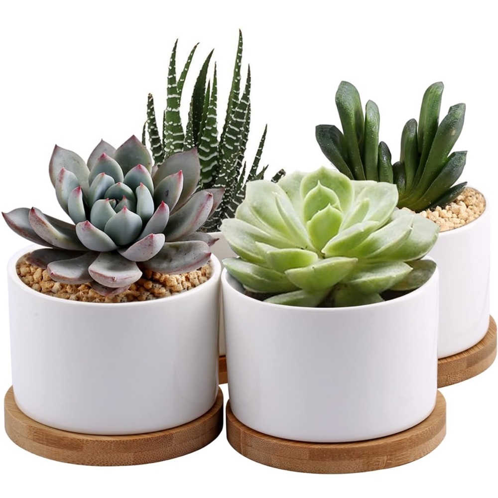 Mini Succulent Planters Set of 4